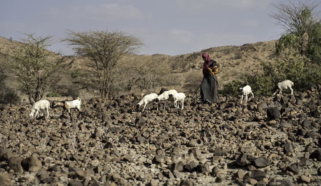 Mako's Story - Ethiopia Farming