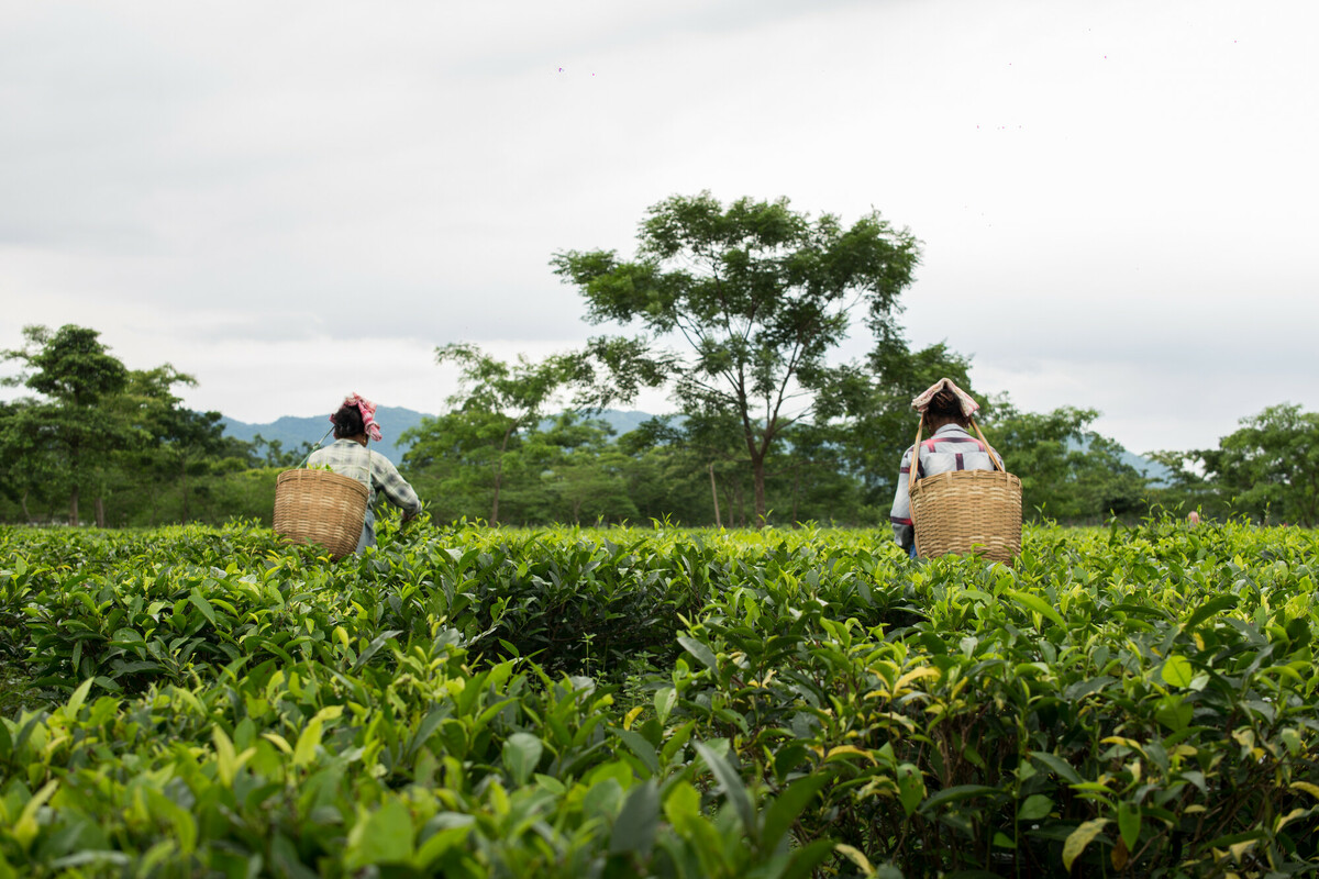 Women picking tea