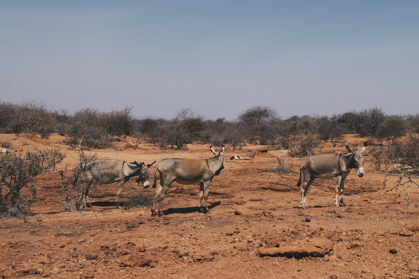 Donkeys standing on dry earth